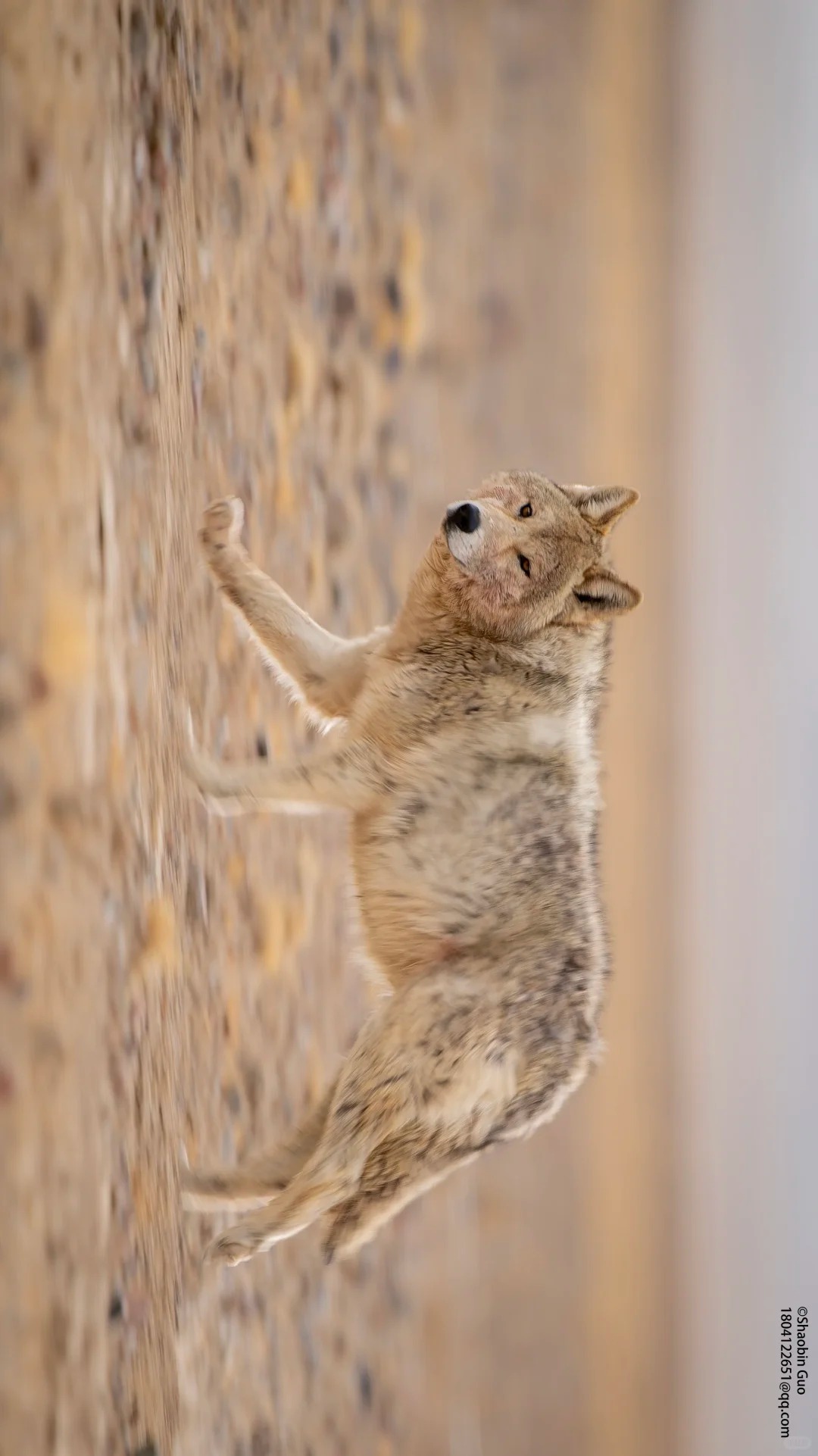 在阿尔金山的荒野深处，与野生动物相遇_5_俯冲的游隼 野生动物摄影_来自小红书网页版